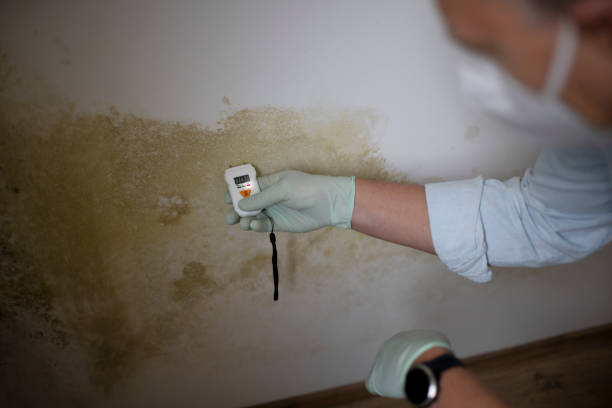 Reliable Hillcrest Heights, MD Mold Remediation Solutions